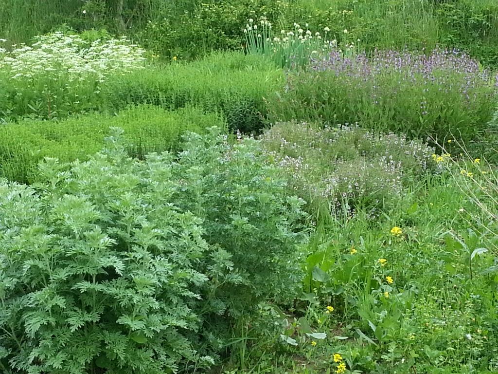 Meditation-Innerer-Garten